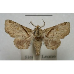 /filer/webapps/moths/media/images/M/menalcas_Eutelia_A_Revell_s1mhTZy.jpg