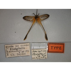 /filer/webapps/moths/media/images/S/stenopteryx_Semioptila_HT_RMCA_02.jpg
