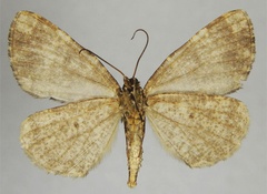 /filer/webapps/moths/media/images/A/anodina_Xylopteryx_HT_ZSMb.jpg