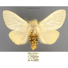 /filer/webapps/moths/media/images/A/albida_Antheua_AF_TMSA.jpg