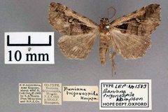 Arsina trigonospila