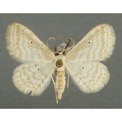 /filer/webapps/moths/media/images/Q/quadrifasciata_Scopula_AM_TMSA.jpg