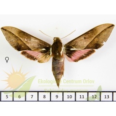 /filer/webapps/moths/media/images/Z/zomba_Chaerocina_AF_SMCR_02.jpg