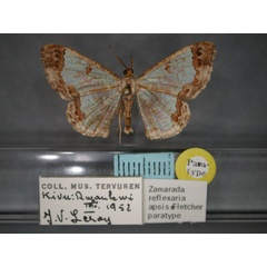 /filer/webapps/moths/media/images/A/apsis_Zamarada_PT_RMCA_01.jpg