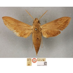 /filer/webapps/moths/media/images/H/humilis_Chaerocampa_HT_BMNH.jpg