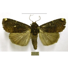 /filer/webapps/moths/media/images/M/monoleuca_Callyna_AM_TMSA.jpg