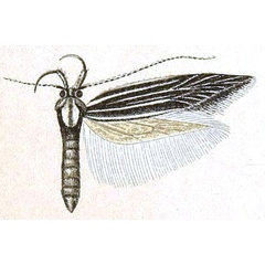 /filer/webapps/moths/media/images/N/neurogramma_Limnaecia_HT_Meyrick_6-9.jpg