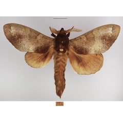 /filer/webapps/moths/media/images/C/cuneilinea_Catalebeda_AM_TMSA.jpg