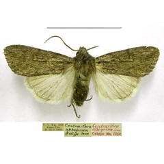 /filer/webapps/moths/media/images/A/albogrisea_Centrartha_PTM_TMSA.jpg
