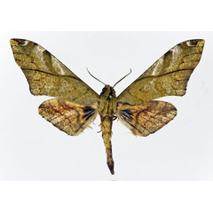 /filer/webapps/moths/media/images/C/constrigilis_Platysphinx_AM_Basquin.jpg