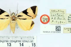 Attatha barlowi