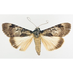 /filer/webapps/moths/media/images/T/tegulata_Audea_AM_TMSA_01.jpg