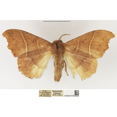 /filer/webapps/moths/media/images/P/phaula_Hapsimachogonia_AF_NHMUK.jpg