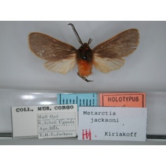 /filer/webapps/moths/media/images/J/jacksoni_Metarctia_HT_RMCA_01.jpg