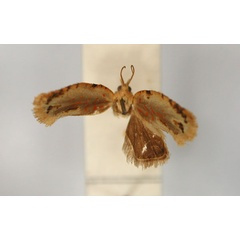 /filer/webapps/moths/media/images/C/couteauxi_Rutilograptis_HT_RMCA_01.jpg