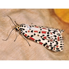 /filer/webapps/moths/media/images/P/pulchelloides_Utetheisa_A_Mazzei_03.jpg