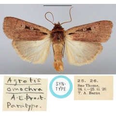 /filer/webapps/moths/media/images/O/omochra_Agrotis_ST_BMNH.jpg