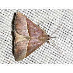 /filer/webapps/moths/media/images/L/laetalimaior_Hypena_A_Braun.jpg