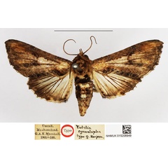 /filer/webapps/moths/media/images/C/cyanolopha_Eutelia_PTF_NHMUK.jpg