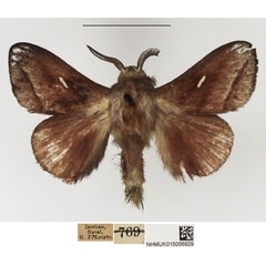 /filer/webapps/moths/media/images/R/rufotincta_Sena_AM_NHMUK.jpg
