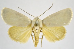 Westermannia immaculata