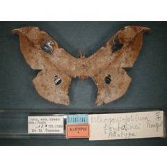 /filer/webapps/moths/media/images/F/fontainei_Orhtogonioptilum_AT_RMCA_01.jpg