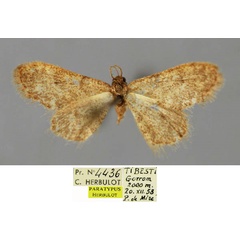 /filer/webapps/moths/media/images/T/tibbuana_Brachyglossina_PT_ZSM_01.jpg