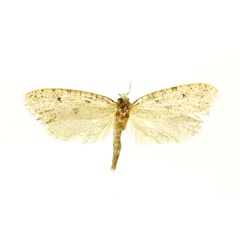 /filer/webapps/moths/media/images/P/practicopa_Melasina_STF_RMC.jpg