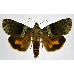 /filer/webapps/moths/media/images/Q/quadripuncta_Blenina_AM_NHMO_02.jpg