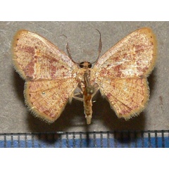 /filer/webapps/moths/media/images/T/tincta_Xenostega_A_Goff_01.jpg