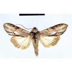 /filer/webapps/moths/media/images/P/pusilla_Cucullia_HT_ZMHB.jpg