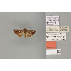 /filer/webapps/moths/media/images/I/ignescens_Plusia_PTM_BMNH_02a.jpg