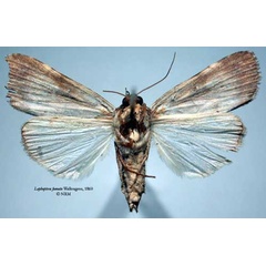 /filer/webapps/moths/media/images/F/fumata_Lophoptera_HT_SNHMb.jpg