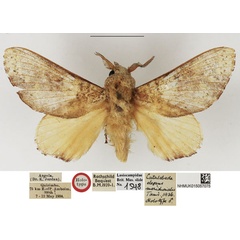 /filer/webapps/moths/media/images/M/meridionalis_Catalebeda_HT_NHMUK.jpg