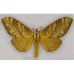 /filer/webapps/moths/media/images/E/elygara_Pachytrina_PTF_MfN.jpg