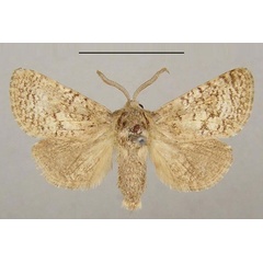 /filer/webapps/moths/media/images/M/mauretanicus_Brachygystia_A_Yakovlev.jpg