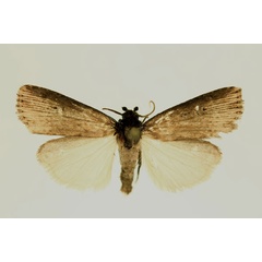 /filer/webapps/moths/media/images/T/tabida_Amazonides_AM_RMCA.jpg