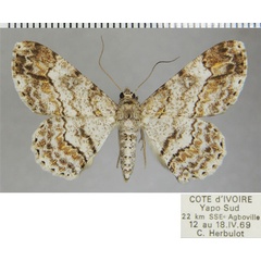 /filer/webapps/moths/media/images/L/lamottei_Cleora_AF_ZSM_02.jpg