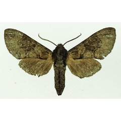 /filer/webapps/moths/media/images/M/marshalli_Praedora_AF_Basquin.jpg