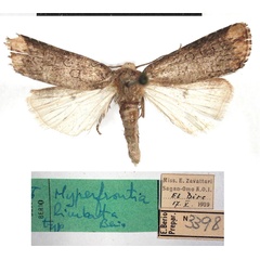 /filer/webapps/moths/media/images/L/limbata_Hyperfrontia_HT_MSNM.jpg