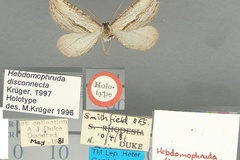 Hebdomophruda disconnecta