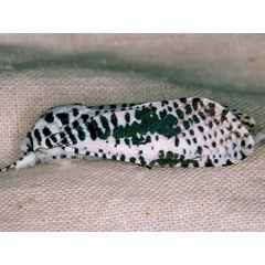 /filer/webapps/moths/media/images/L/leopardina_Azygophleps_A_Roland.jpg