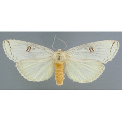 /filer/webapps/moths/media/images/L/lactea_Elaphrodes_A_RMCA.jpg