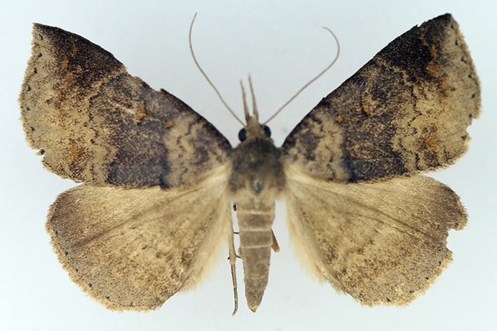 /filer/webapps/moths/media/images/P/poliophaea_Aburina_AF_TMSA_02.jpg