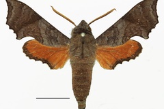 Temnora elegans