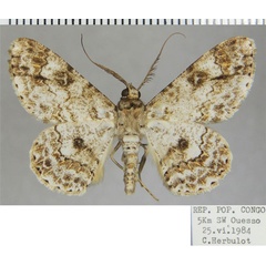 /filer/webapps/moths/media/images/L/lamottei_Cleora_AM_ZSMa.jpg