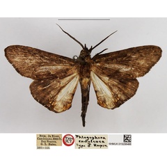 /filer/webapps/moths/media/images/E/endoleuca_Phlogophora_HT_NHMUK.jpg