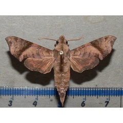 /filer/webapps/moths/media/images/I/iapygoides_Temnora_A_Goff_01.jpg