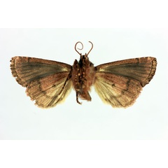 /filer/webapps/moths/media/images/D/duberneti_Maghadena_HT_MNHNb.jpg