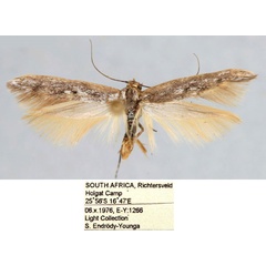 /filer/webapps/moths/media/images/Y/youngai_Haploscythris_HT_TMSA_QUKrNDW.jpg